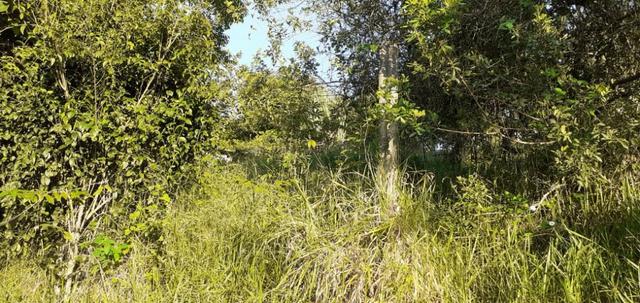 Vende-se lote de terra - Foto 5