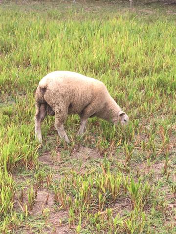 Vendo Cordeiro Texel ( Carneiro ) - Foto 3