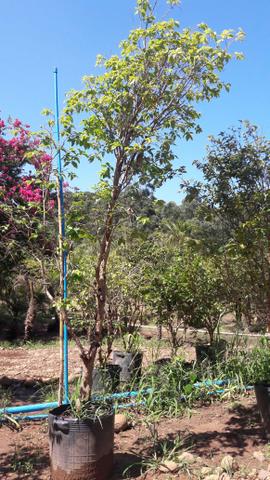 Jabuticaba, fênix, Palmeira azul, podocarpo e de mais plantas - Foto 2