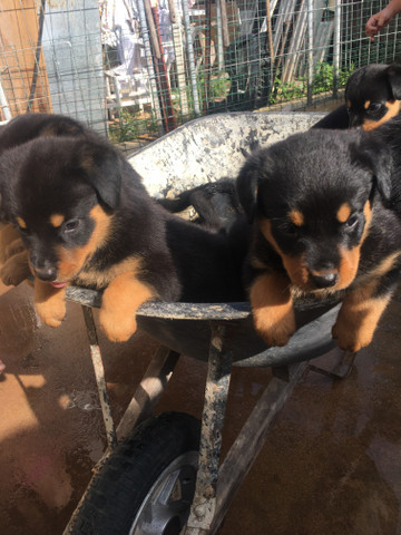 Rottwailer - Foto 2