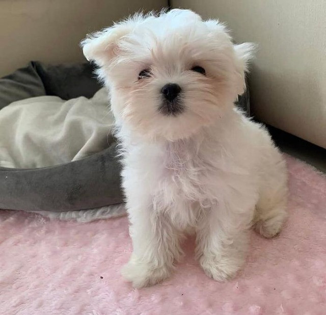 Maltês fêmea Clearance