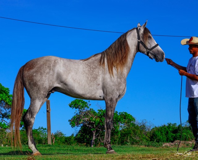 Cavalo Manga Larga Machador 