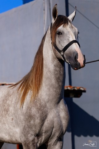 Cavalo Manga Larga Machador 