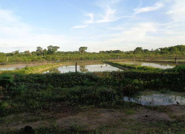 Ótima Fazenda a 50km de Cuiabá com 660ha - Foto 4