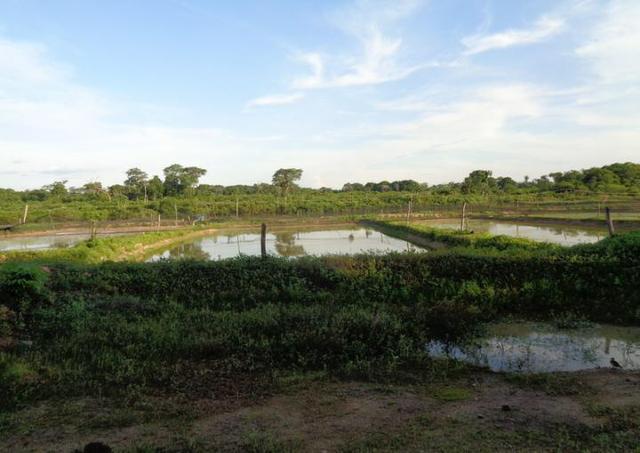 Ótima Fazenda a 50km de Cuiabá com 660ha - Foto 6