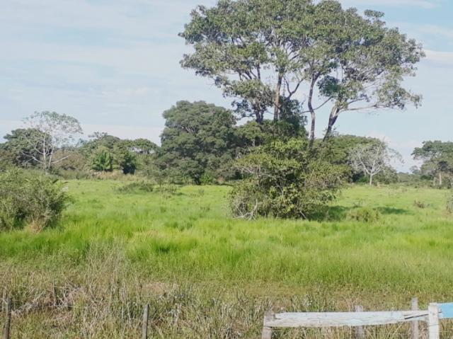 FAZENDA A VENDA EM CORUMBÁ - MS (Pecuária) - Foto 2