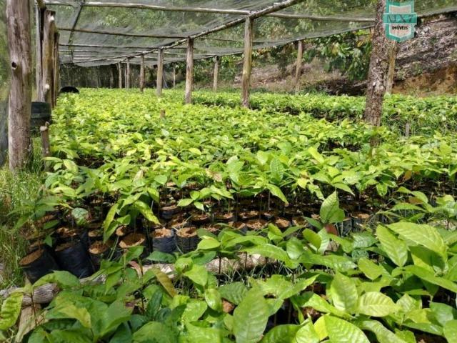 Maraú. Fazenda de 710 Hectares com diversas atividades de produção e rica em água - Foto 9