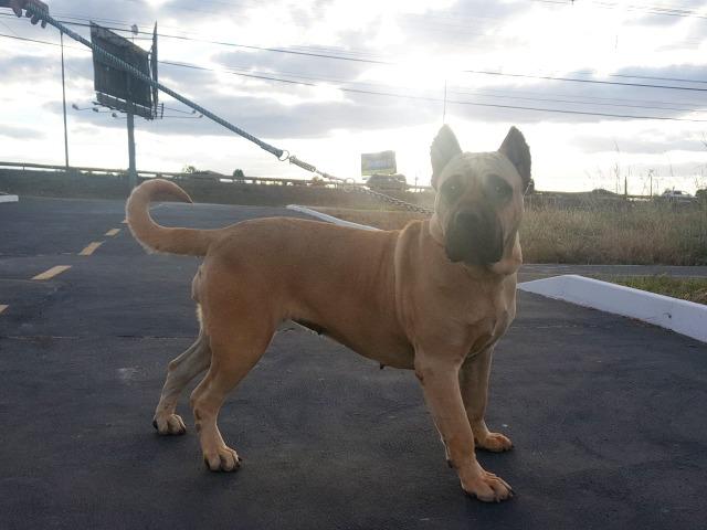 Filhotes de Presa Canário (Dogo Canário) - Foto 2