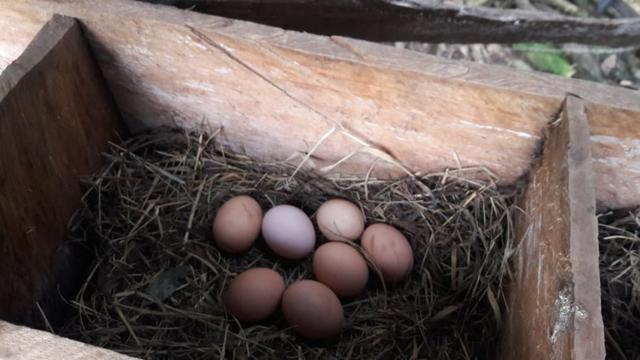 Chácara área rural porteira fechada - Foto 13