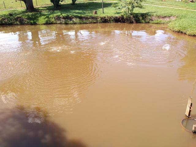 Chácara de 1 alqueire entre Ouro Verde e Petrolina, com muita água - Foto 5