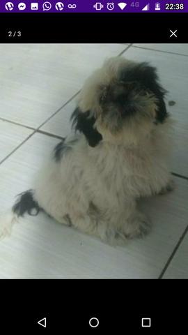 Shitzu macho puro 550$ - Foto 2