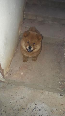 Chow chow - Foto 3