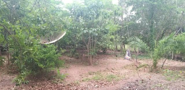 Vende - se está chácara - Foto 8