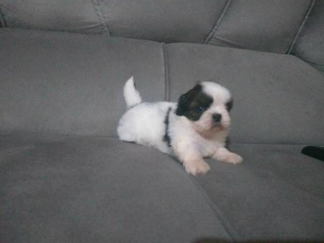Filhotes de Shih Tzu - Foto 3