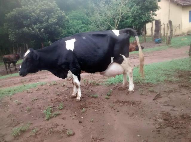 Vende se vacas e novilhas!! contato vendedor : * - Foto 6
