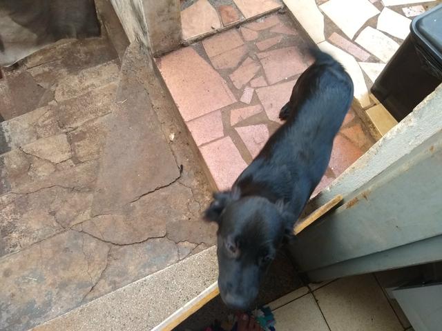 Doação de Vira-lata - Foto 3