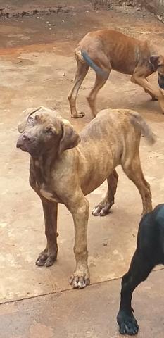 Mastim Napolitano x Pit Bull - Foto 3