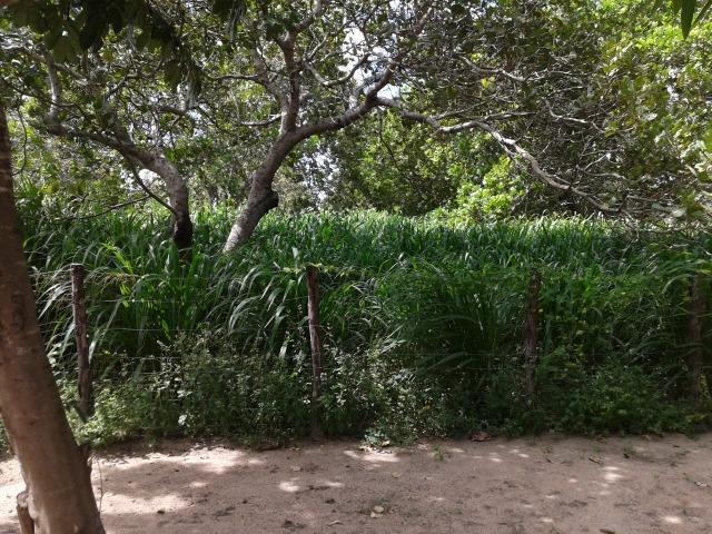Granja com 8,8 há, duas casas, 2 poços, muito pasto, perto da reta tabajara - Foto 12