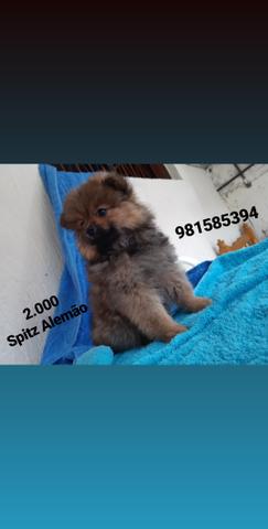 Spitz Alemão - Foto 6