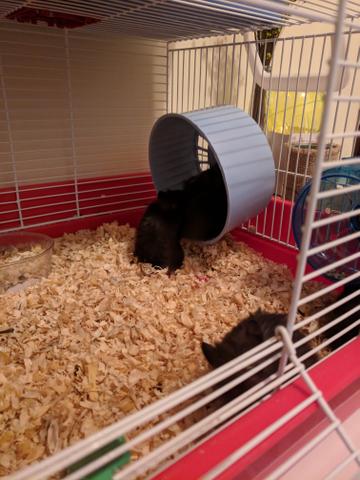 Estou vendendo alguns Hamster - Foto 4