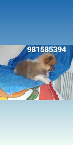 Spitz Alemão - Foto 2