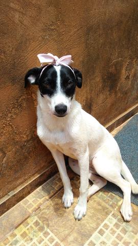Cachorrinha para adoção