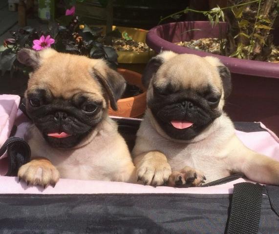 Filhotinhos de Pug pronta entrega hoje, macho e fêmea retire ou entregamos * - Foto 2