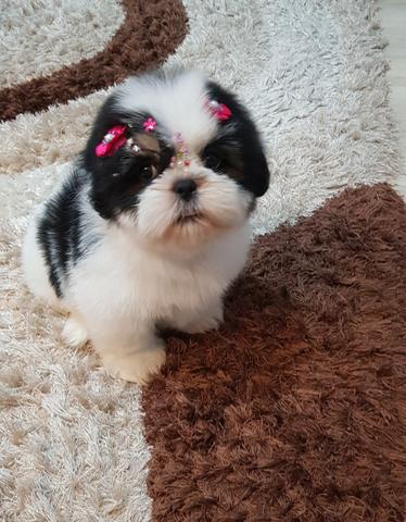 Fêmea Belíssima De Shih Tzu !! - Foto 4