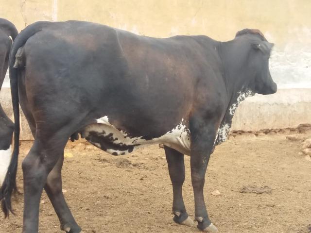 Vacas e novilhas, paridas e amojando- estudo troca em carro ou caminhão - Foto 5