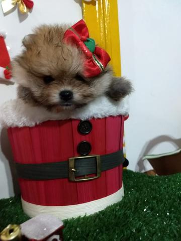 Linda Feminha para quem busca qualidade!!! Sptiz alemã anã!!! Lulu da pomerania!!! - Foto 3