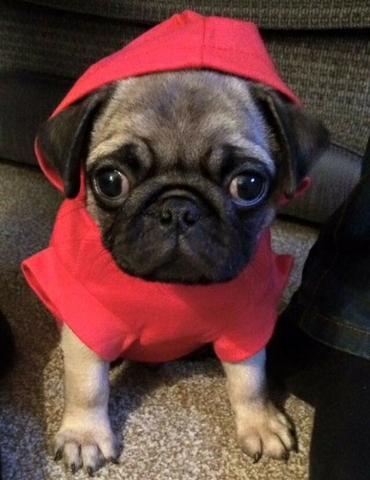 Filhotinhos de Pug pronta entrega hoje, macho e fêmea retire ou entregamos *