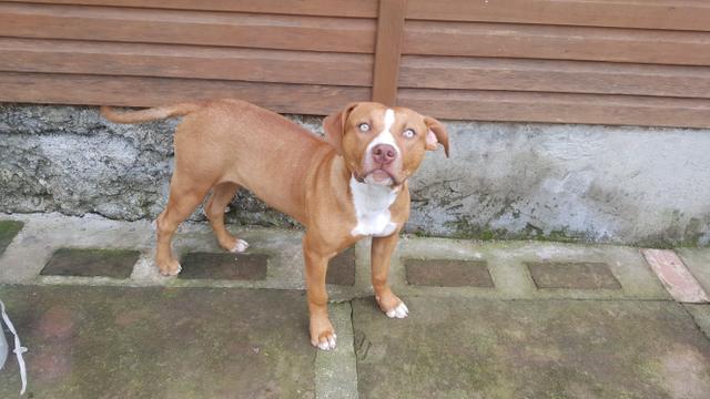 Pitbull femea 5 meses