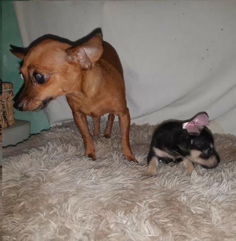 Pinscher zero femea só 300 .chama no whats 9- * entregamos - Foto 3