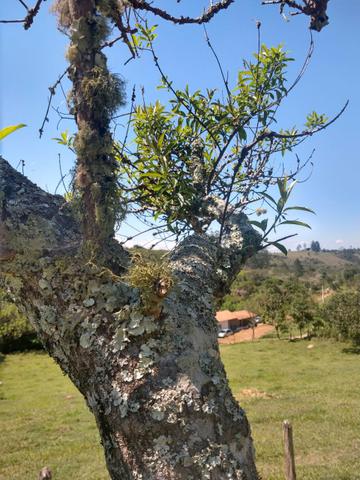Vendo Terreno 1000M2 em Igaratá Aceito seu carro RR10 - Foto 4