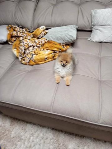 Lulu da Pomerânia Fêmea - Ursinho - Pedigree - Foto 2