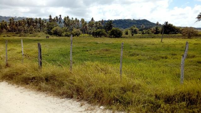 Fazenda 94,5 Ha. Pilar - Foto 3