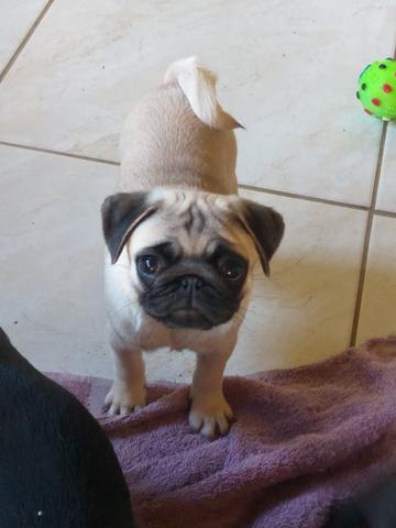Fêmeas de Pug Pedigree Microchip - Foto 3