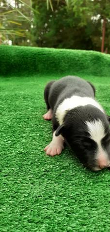 Filhotes de Border Collie - Foto 2