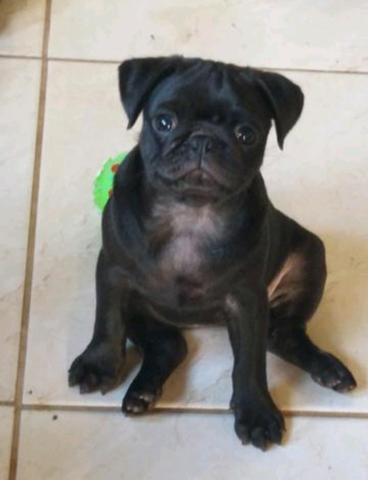 PROMOÇÃO Pug c/ Pedigree Microchip - Foto 2