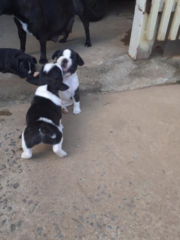 Vendo filhote de bulldog francês - Foto 4