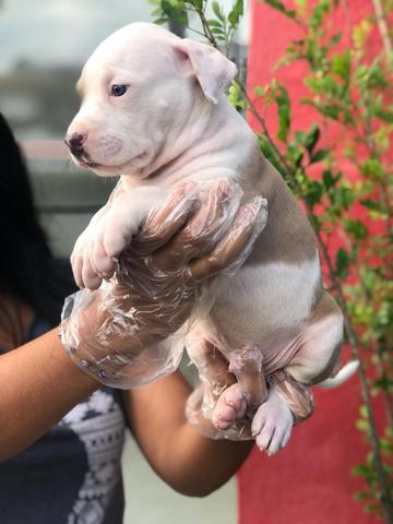 Pitbull - 6 lojas próprias - Whatsapp (11) 9.4745-3604 - Erica - Foto 3