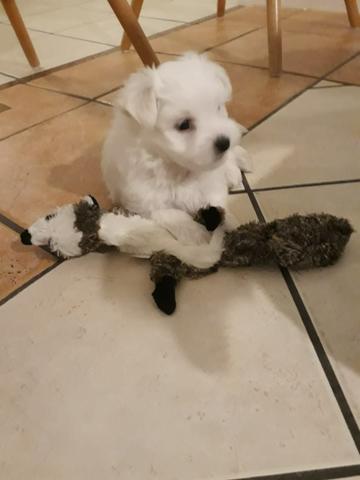 Maltes filhote machinho