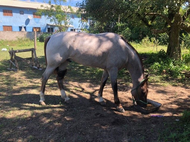 Cavalo Rosilho Gateado