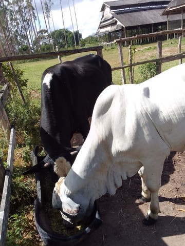 Vendo um boi girolando e três novilhas nelore .