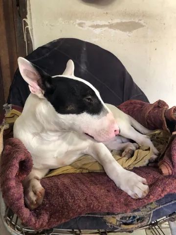 Bull Terrier disponível para cobertura .