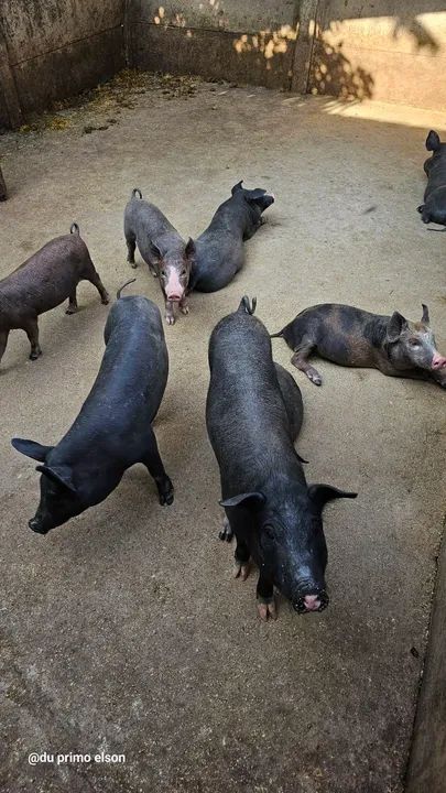 Leitoa caipira  - Foto 5