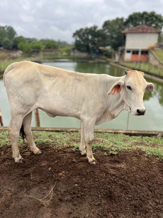Novilha Guzera / itabapua mãe boa de leite novilha muito mansa