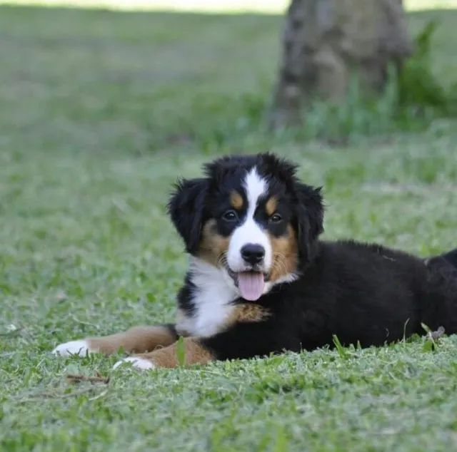 Ninhada Bernese Mountain lindo bebezinho, venha buscar seu nenem - Foto 2