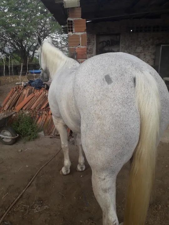 egua de direita boa de verdade pau - Foto 3