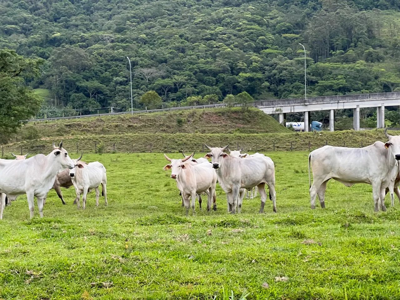 Novilhas e vacas brahman/nelore  - Foto 5